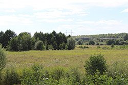 Вид на лес около поселка Каменки