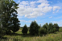 Вид на подлесок около села Каменки