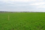 Купить земельный участок под ИЖС в КП «Снегири»